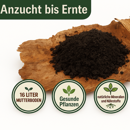 KomplettSET Tomate "Schlesische Himbeere" - Von der Anzucht bis zur Ernte