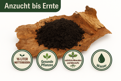 KomplettSET Paprika California Wonder - Von der Anzucht bis zur Ernte