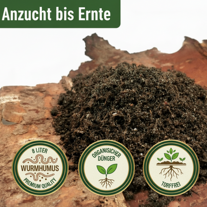 KomplettSET Schlangengurke – Von der Anzucht bis zur Ernte