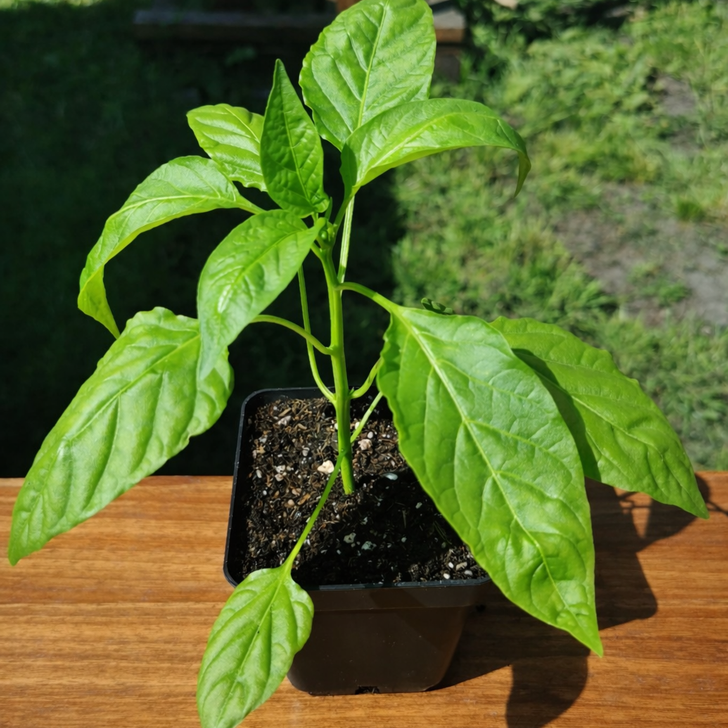 KomplettSET Paprika California Wonder - Von der Anzucht bis zur Ernte