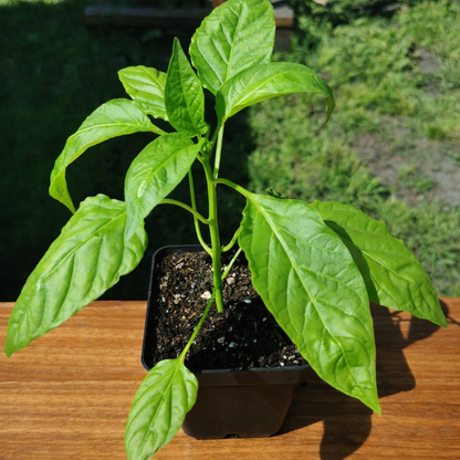 KomplettSET Paprika California Wonder - Von der Anzucht bis zur Ernte