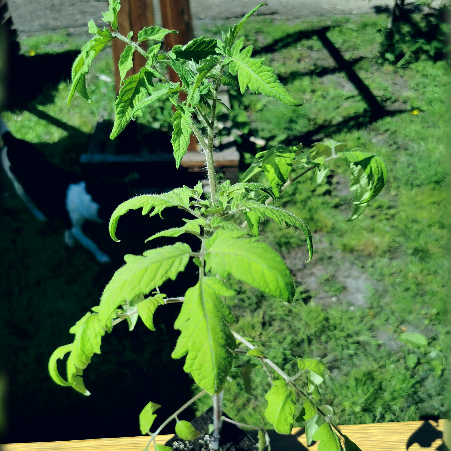 KomplettSET Tomate "schwarze Krim" - Von der Anzucht bis zur Ernte